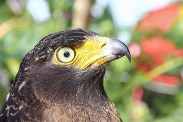Falcon Peregrine or golden eagle, Closeup