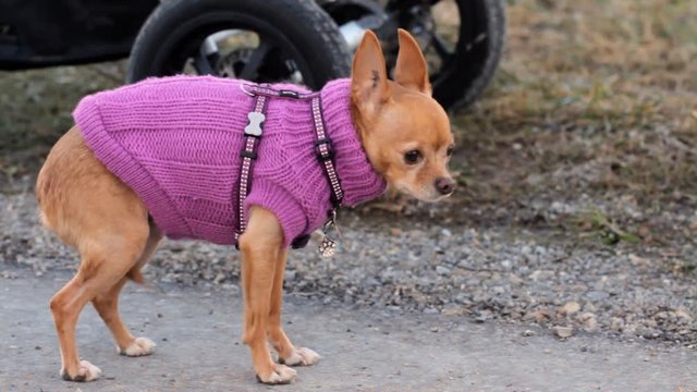 Scared and shy Chihuahua dressed in pink clothing