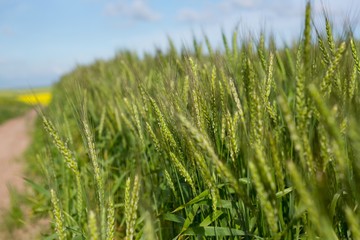 View of beautiful wheat field