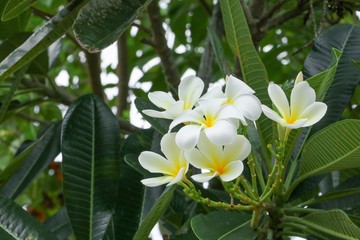 plumeria flower desert rose white beautiful on the tree 
