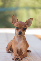 Russian Toy Terrier,