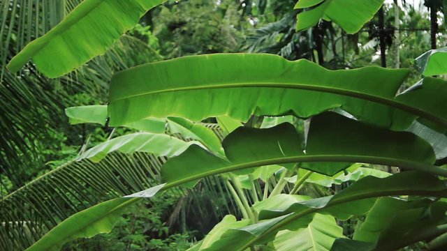 banana and palm leaves in rain with tropical sound
