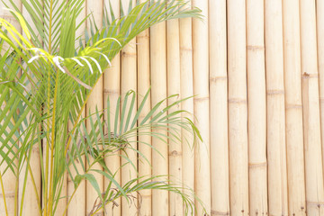 Green plant in front of bamboo wall
