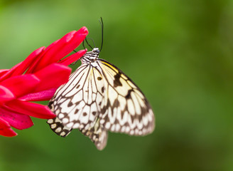 Fototapeta na wymiar Paper Kite or Large Tree Nymph butterfly.