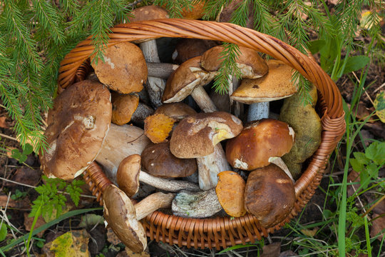Wicker Bascet With Forest Mushrooms