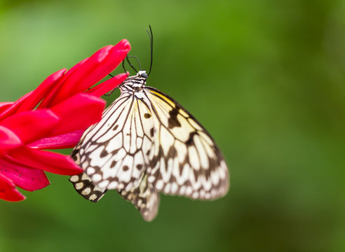 Paper Kite or Large Tree Nymph butterfly.