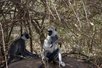 Sri Lanka - Monkeys in the wildlife