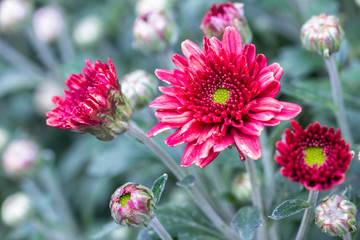 Obraz premium chrysanthemum