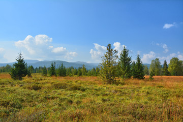 Peat bog landscape in Poland