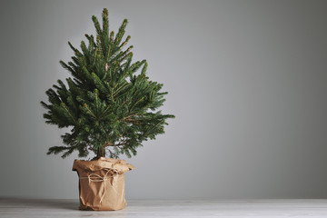 Pretty bushy danish Christmas tree without decorations in a large pot wrapped in craft paper with space for your message on light gray background - Powered by Adobe