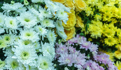 Chrysanthemums flowers background
