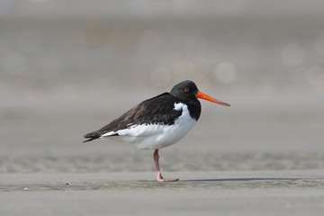 ミヤコドリ(Eurasian Oystercatcher)