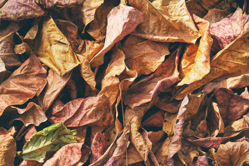 Autumn background. Dry yellow and red leaves texture.