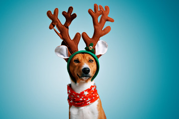 Close up portrait of funny beautiful dog wearing christmas deer Rudolph costume, looking on camera, isolated on winter blue background