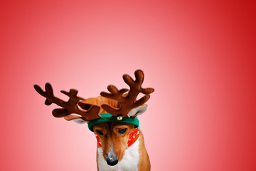 Close up portrait of funny beautiful dog wearing christmas deer Rudolph costume, looking down side , isolated on festive red background