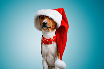 Close up portrait of funny beautiful dog wearing oversized big christmas santa hat looking on...