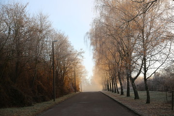 Fototapeta premium Birch Alley frosty morning