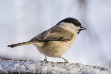 sparrow