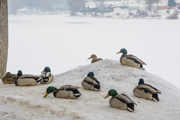 Fototapeta premium ducks