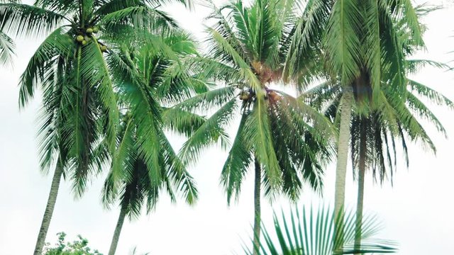 Coconut palm trees at white background