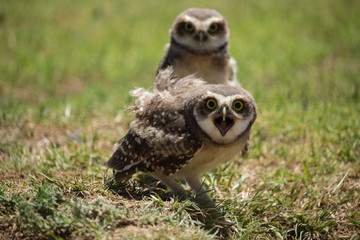 owls