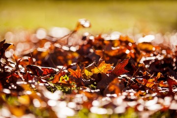 Autumn leaves on field 