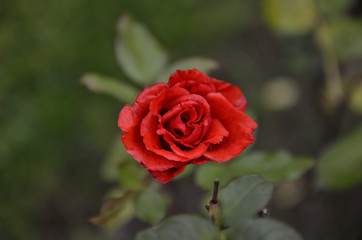 roseto rosso