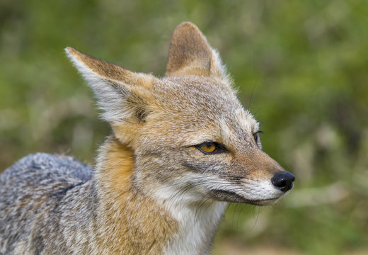 Pampas Grey fox, La Pampa, Argentina