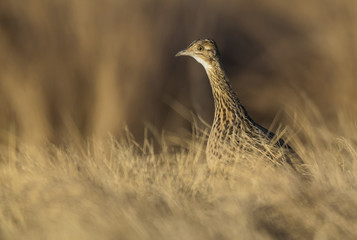 Tinamou, La Pampa, Argentina