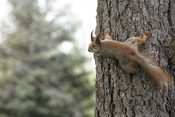 Squirrel on the tree