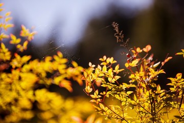 Close-up of green plants 