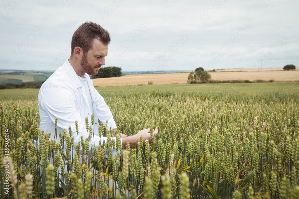 Poster agronomist checking the crops in the field