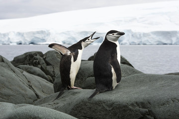 Penguins in Dispute