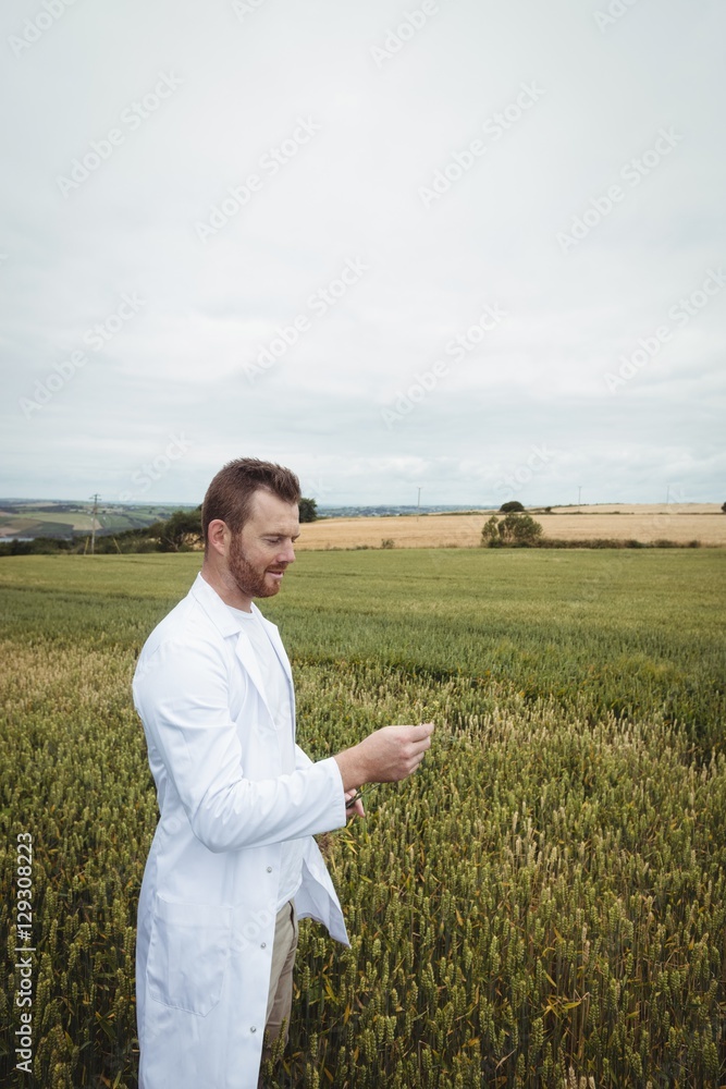 Poster agronomist checking the crops in the field