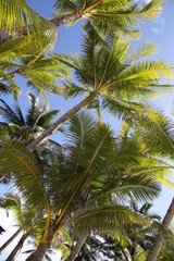 Fototapeta premium Palm