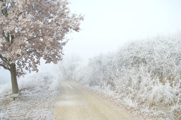 Fototapeta premium Der Winter kam über Nacht