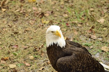 American bald eagle resting on the ground.