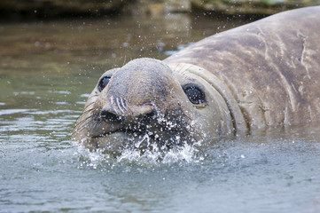 Elephant seal, Patagonia Argentina