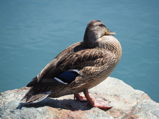 Stockente beim Sonnenbaden