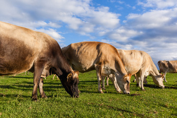 Dairy Farm Cows
