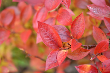 foglie rosse autunnali