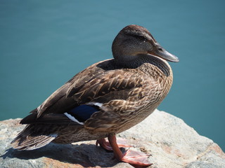 Stockente beim Sonnenbaden
