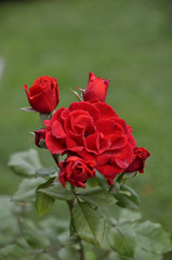 roseto rosso