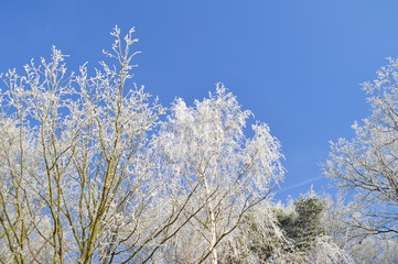 Bäume im frostigen Kleid