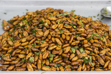 Fried silkworm in market, Thailand. Close up