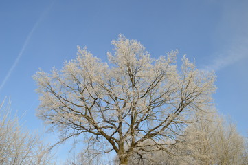 Fototapeta premium Frostige Zweige