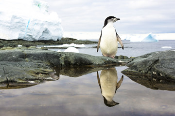 Fototapeta premium Penguin Reflection
