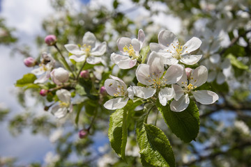Branches of a blossoming apple tree against the blue sky