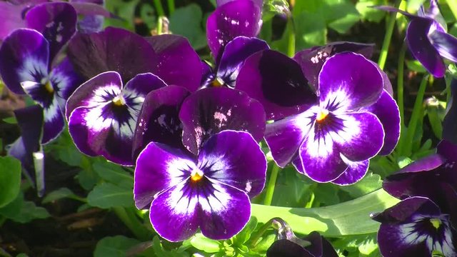 Violette Stiefm&uuml;tterchen zittern heftig im Wind
