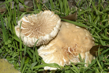 Setas, forma y textura